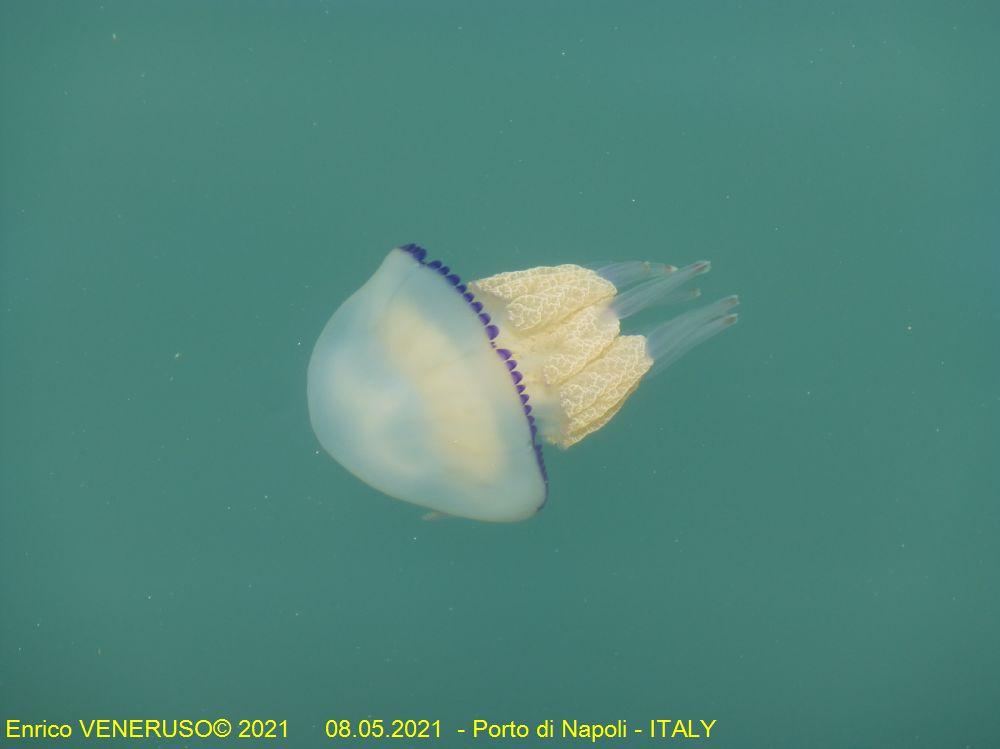 14 - Medusa nel porto di Napoli.jpg